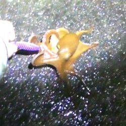 焼津ふぃっしゅーなにて、アオリイカ、太刀魚、タコなど